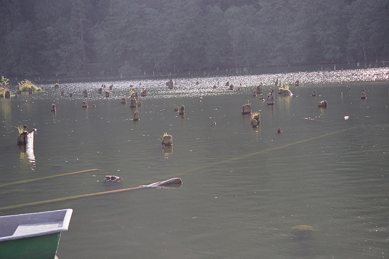 Foto: Rennkuckuck &copy;