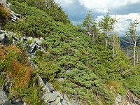 11.08.2012 17:28:47
11.08.2012
Rumänien 2012
Rumänienfotos