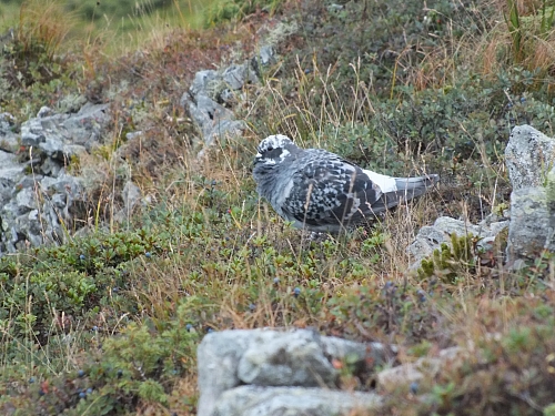 &copy; R.Thiel
11.08.2012 15:39:55
11.08.2012
Rumänien 2012
Rumänienfotos