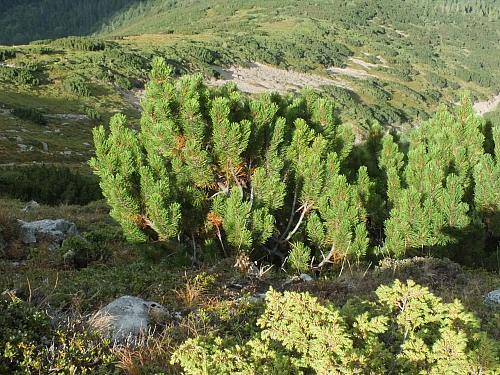 &copy; R.Thiel
11.08.2012 16:57:47
11.08.2012
Rumänien 2012
Rumänienfotos