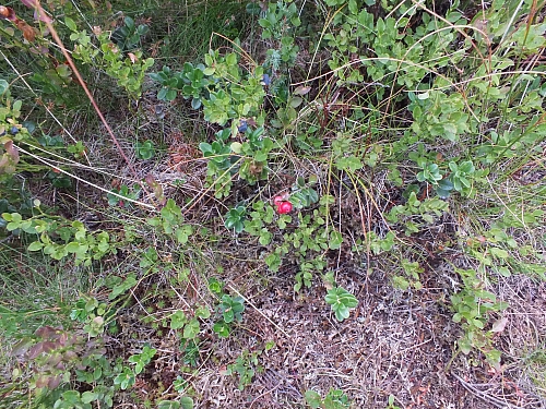 &copy; R.Thiel
11.08.2012 17:23:46
11.08.2012
Rumänien 2012
Rumänienfotos