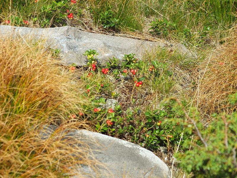 &copy; R.Thiel
11.08.2012 17:25:05
11.08.2012
Rumänien 2012
Rumänienfotos