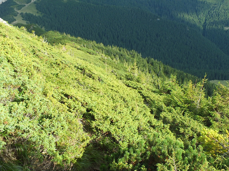 &copy; R.Thiel
11.08.2012 17:26:23
11.08.2012
Rumänien 2012
Rumänienfotos