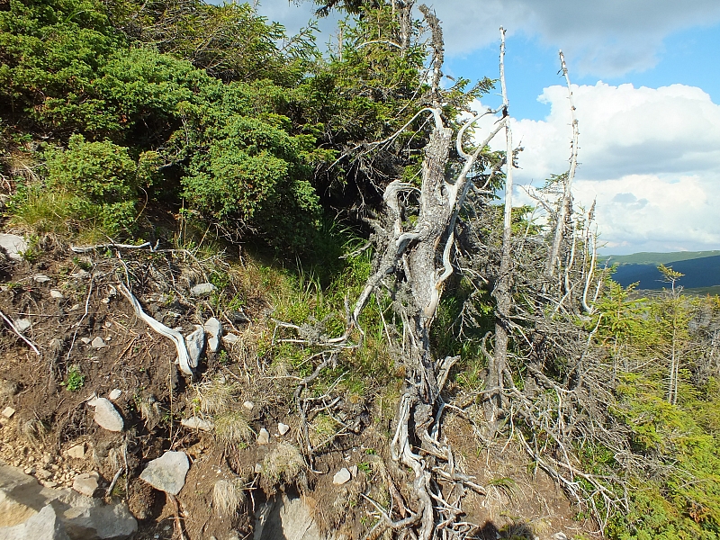 &copy; R.Thiel
11.08.2012 17:29:13
11.08.2012
Rumänien 2012
Rumänienfotos