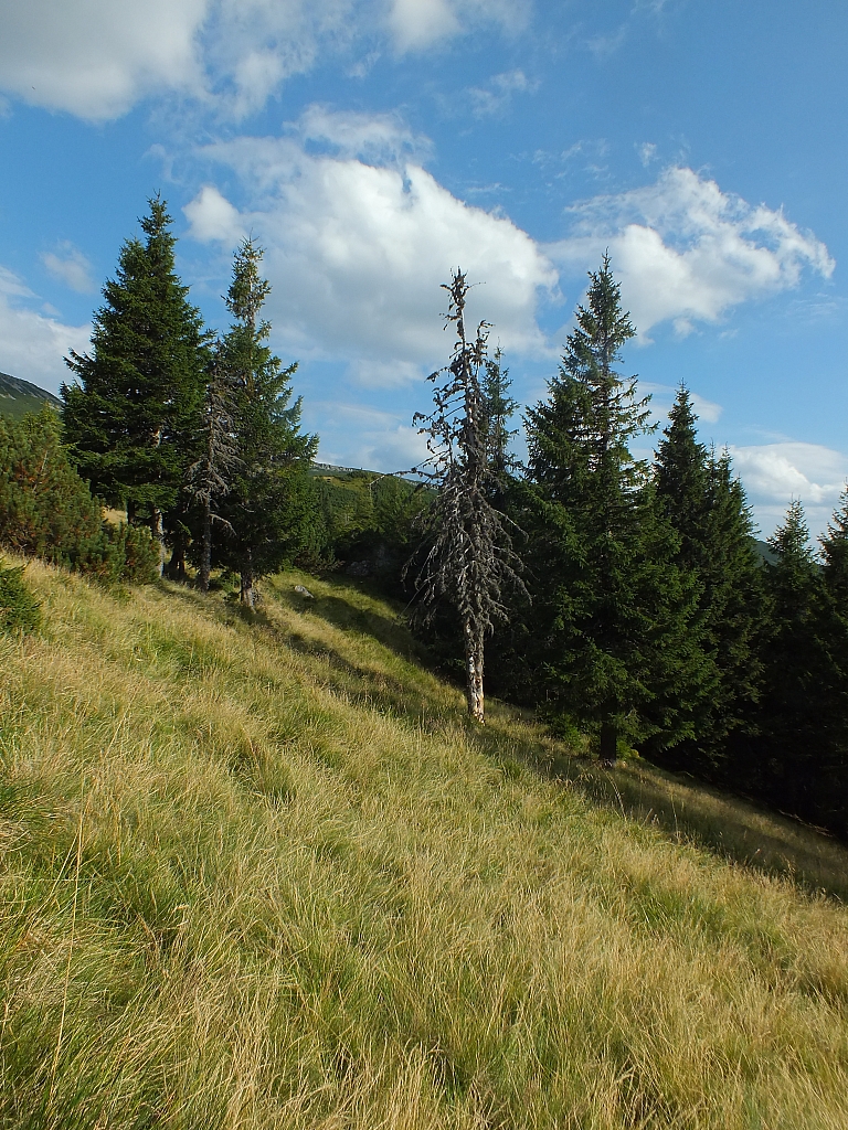 &copy; R.Thiel
11.08.2012 17:58:04
11.08.2012
Rumänien 2012
Rumänienfotos