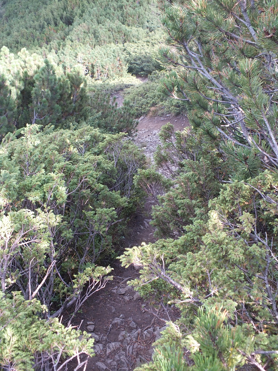 &copy; R.Thiel
11.08.2012 17:31:43
11.08.2012
Rumänien 2012
Rumänienfotos