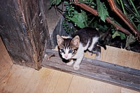 Barnar (loc. Holda, oraş Broşteni, jud. Suceava)
August 2002
Rumänienfotos