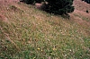 Impressionen aus den Bistritz-Bergen
August 2002
Rumänienfotos